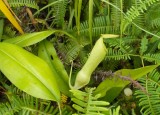 vleesetende plant