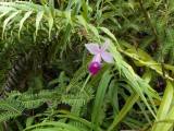 orchidee