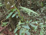 groene slang