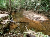 waterstroompje in het oerwoud