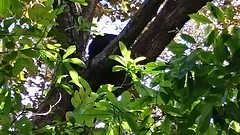 IMG-20170117-WA0034