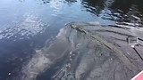 Alligator