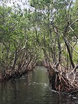 Mangrovebos Everglades