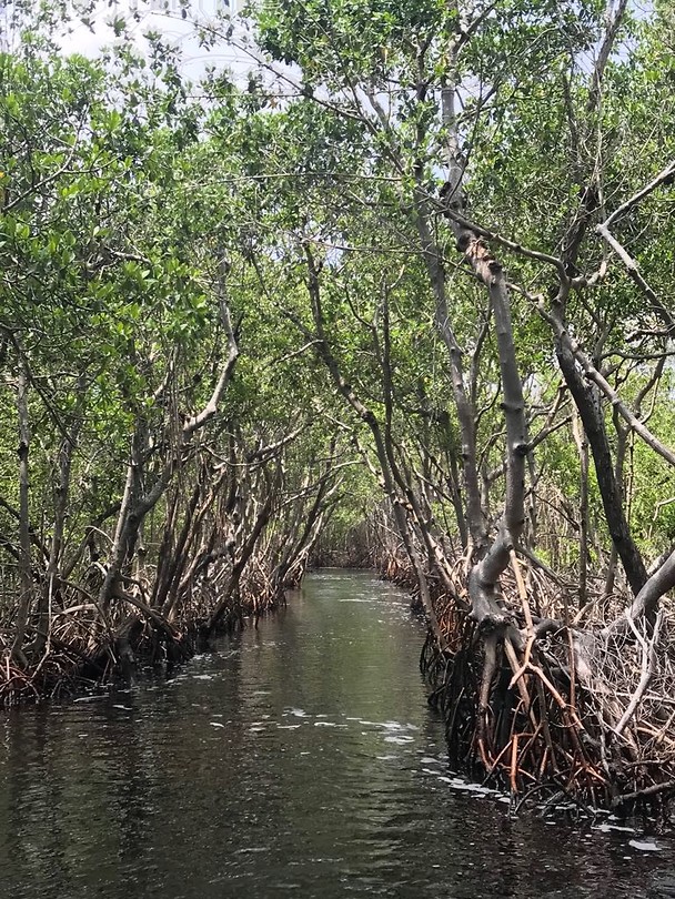 Mangrovebos Everglades