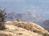 Eekhoorn bij de Grand Canyon