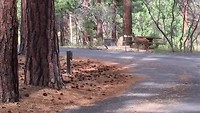 Herten bij de campers @Campground North Rim