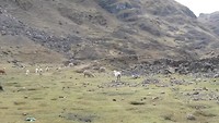 30-7-5 Grazende Alpacas
