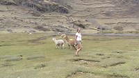 30-7-5 Yvonne jaagt de Alpacas op Due