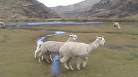 30-7-5 Yvonne jaagt de Alpacas op Uno