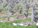 De eerste wijnranken van Vouvray