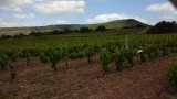 2015 wordt een prima Rioja-jaar