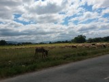 Schapen, een ezel, honden en herder