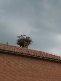 Ooievaar