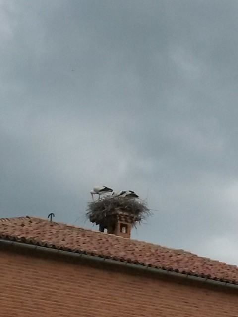 Ooievaar