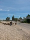 Herder met zijn schaapjes