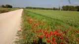 Prachtig langs de weg, mooier dan in de vaas