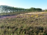 Heide en brem
