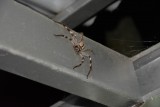 Arachnafobia op de wc