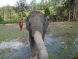 Olifant!