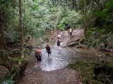 Jungle trekking