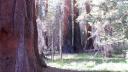 3 sequoia's