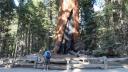 Grizzly Giant