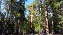Grizzly Giant2