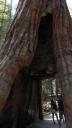 Tunnel Tree