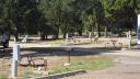 Hert op campground
