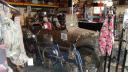 Binnen in giftshop Seligman