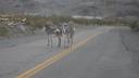 Ezels in Oatman