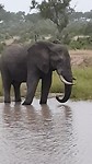 Olifant