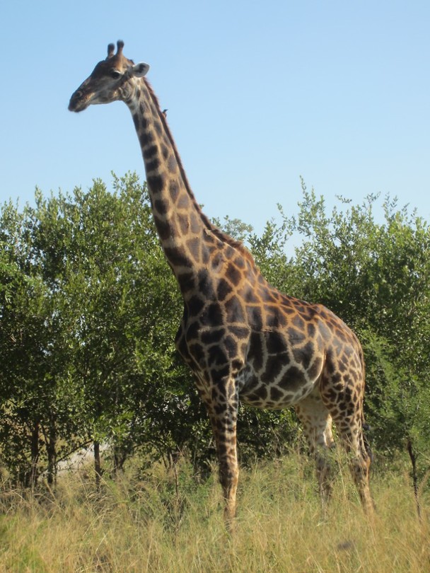 Giraffe