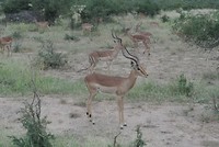 Impala
