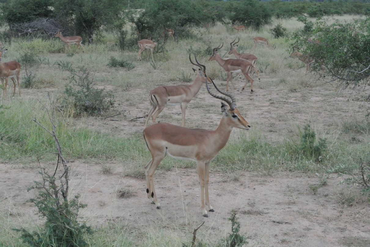 Impala