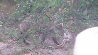 Hyena