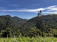 Whiritonga