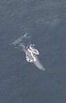 Spermwhale