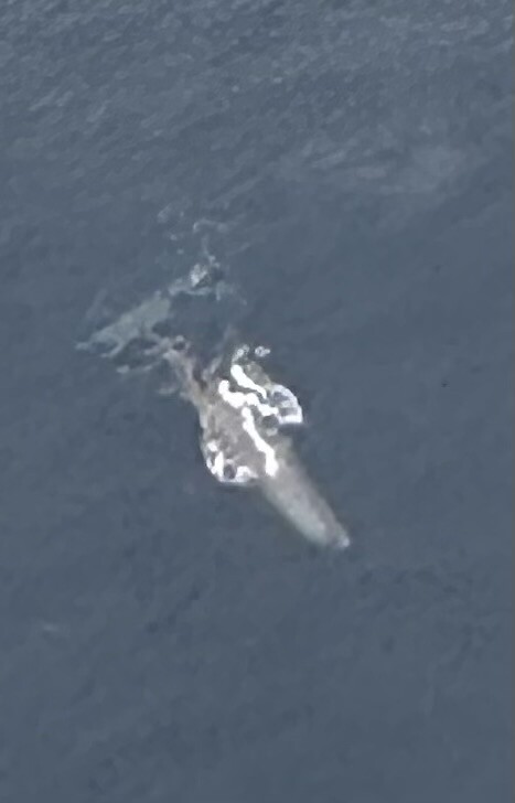 Spermwhale