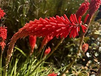 Mooie rode bloem