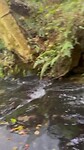 Waterval