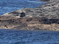 Zeehonden rots
