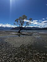 Wanaka tree