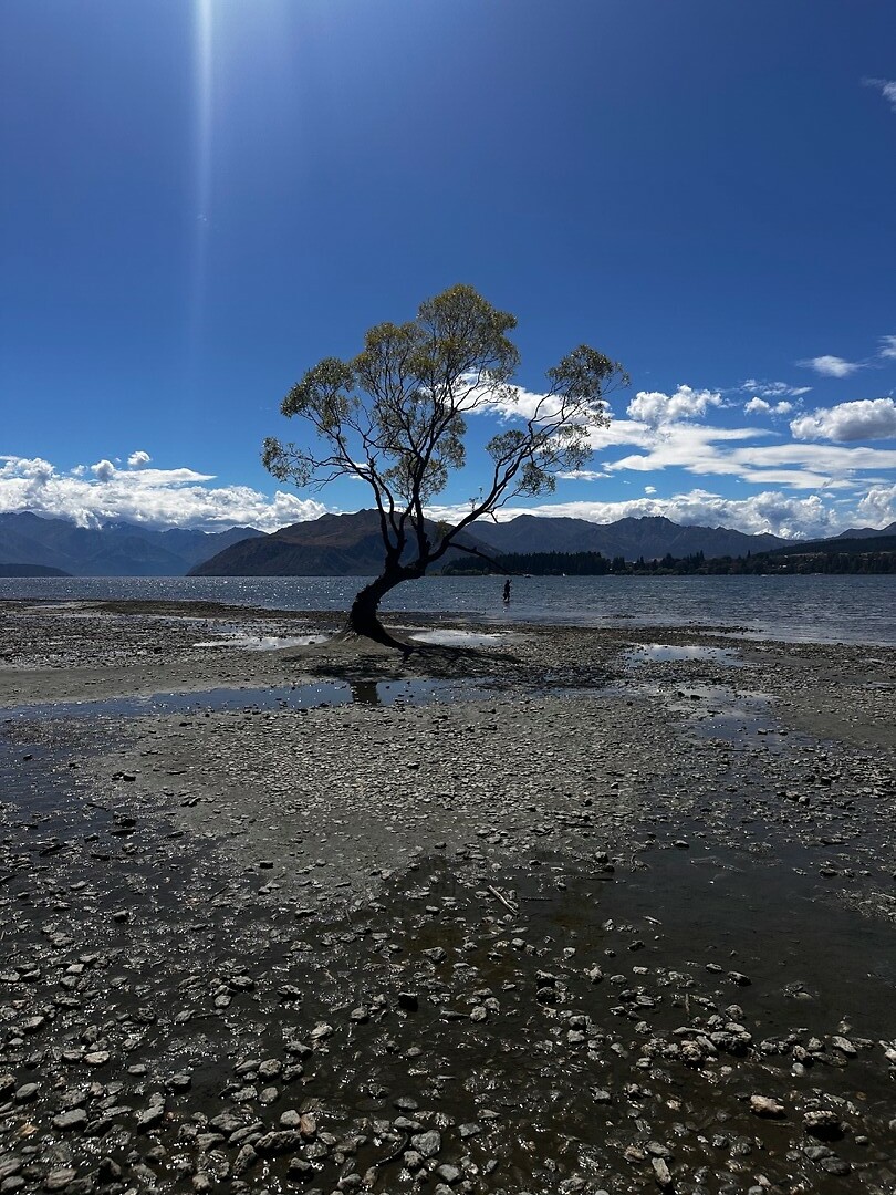 Wanaka tree