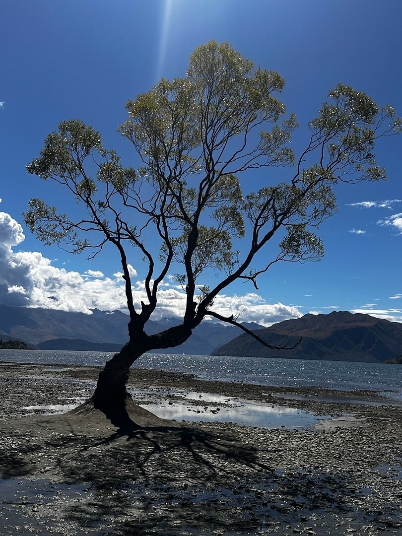 Wanaka tree
