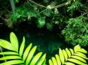 Jungle 2