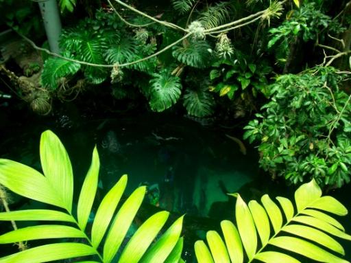Jungle 2