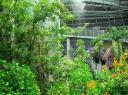 Jungle