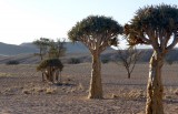 61-P1040208-Namibie_bushcamp