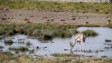 31-IMG_3478